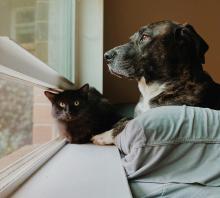 Pets Alone Emergency Portugal