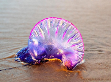Jelly Fish