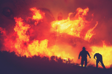Wild fire
